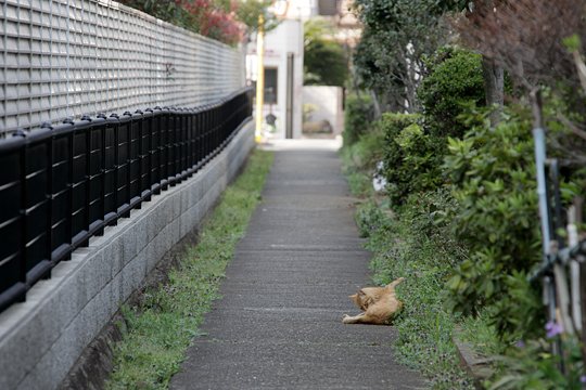 街のねこたち