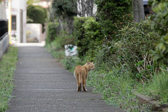 街のねこたち