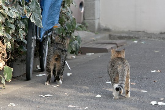 街のねこたち