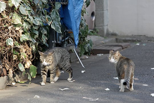 街のねこたち