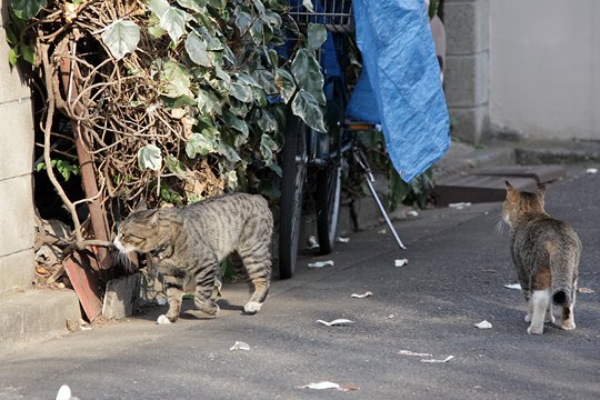 街のねこたち