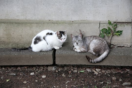 街のねこたち