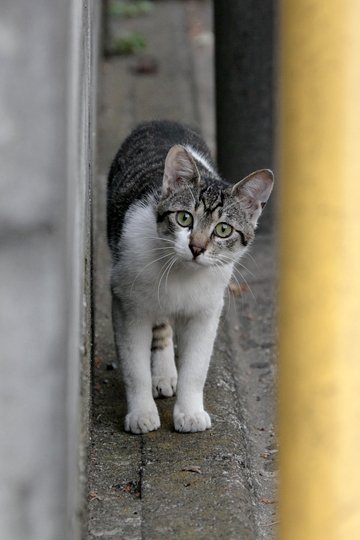 街のねこたち