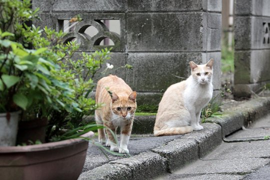街のねこたち
