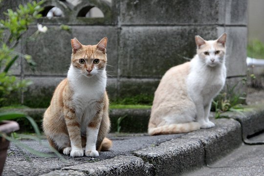 街のねこたち
