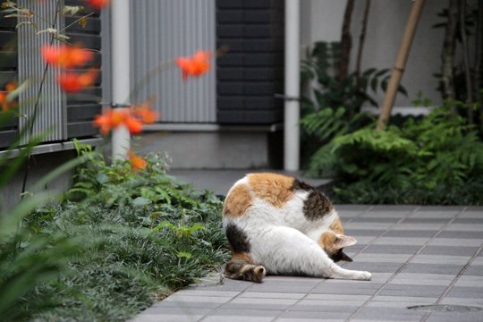 街のねこたち