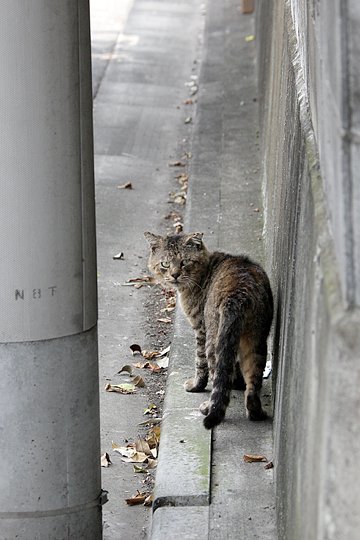 街のねこたち