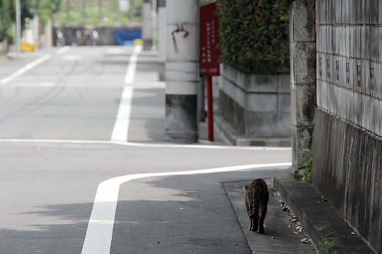 街のねこたち