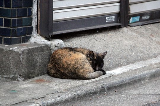 街のねこたち