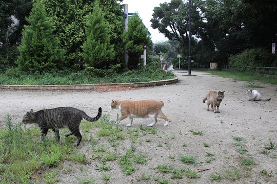 街のねこたち