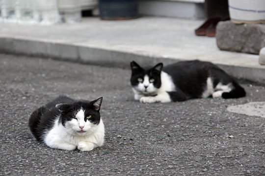 街のねこたち