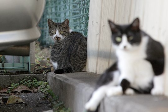 街のねこたち