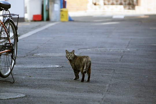 街のねこたち