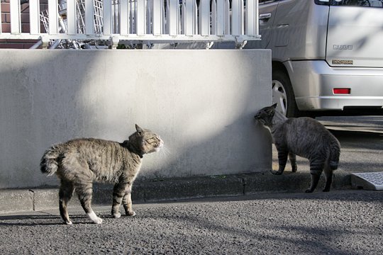 街のねこたち