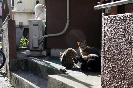 街のねこたち