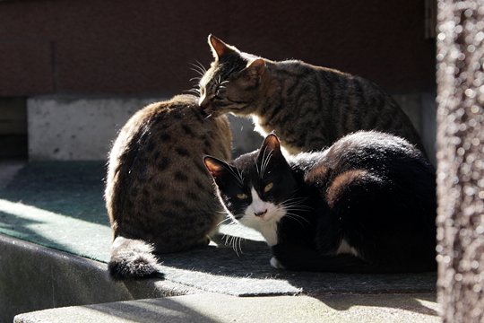 街のねこたち