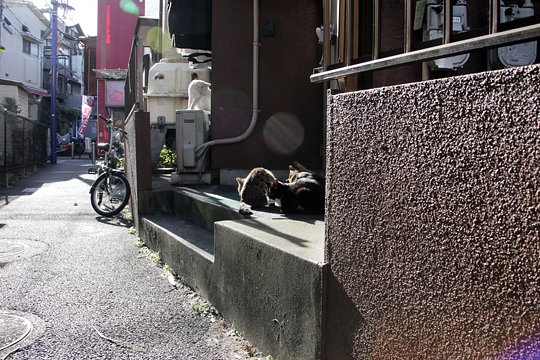 街のねこたち