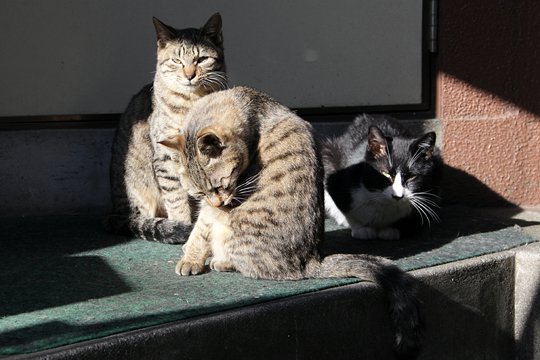 街のねこたち