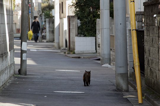 街のねこたち