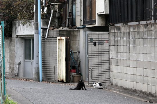 街のねこたち