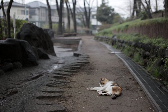 街のねこたち
