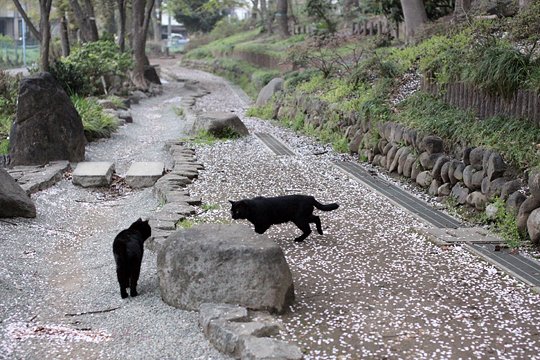 街のねこたち