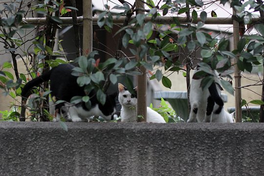 街のねこたち