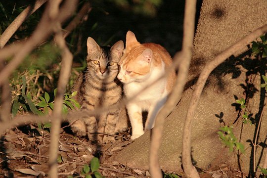 街のねこたち