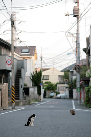 街のねこたち