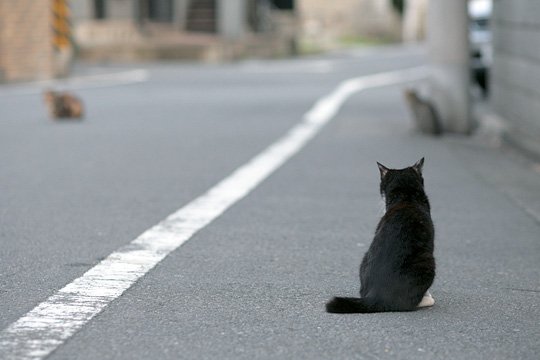 街のねこたち