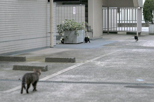 街のねこたち