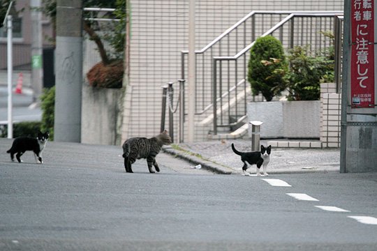 街のねこたち