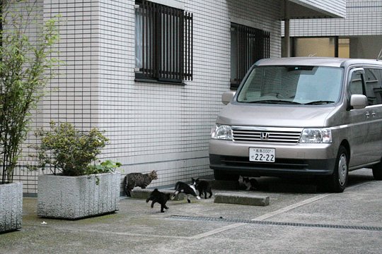 街のねこたち