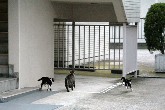 街のねこたち