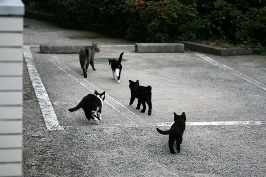街のねこたち