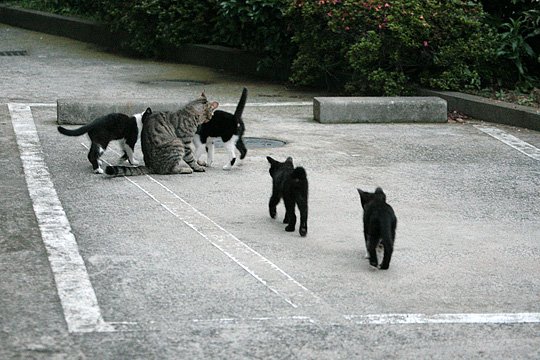街のねこたち