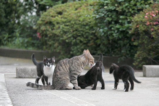 街のねこたち