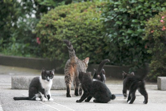 街のねこたち