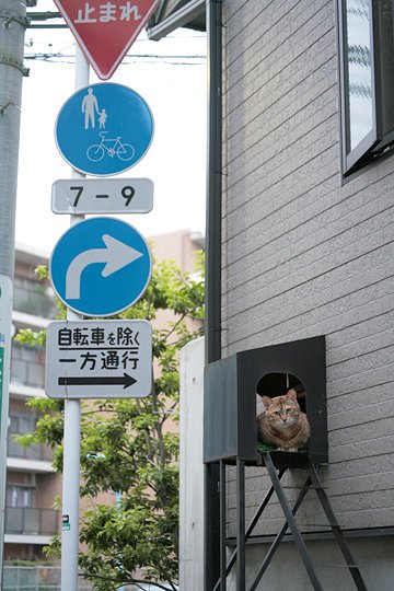 街のねこたち