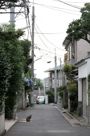 街のねこたち