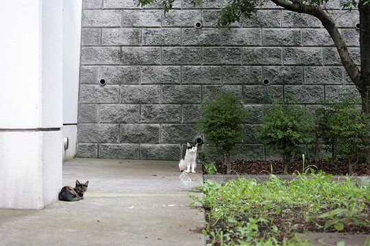 街のねこたち