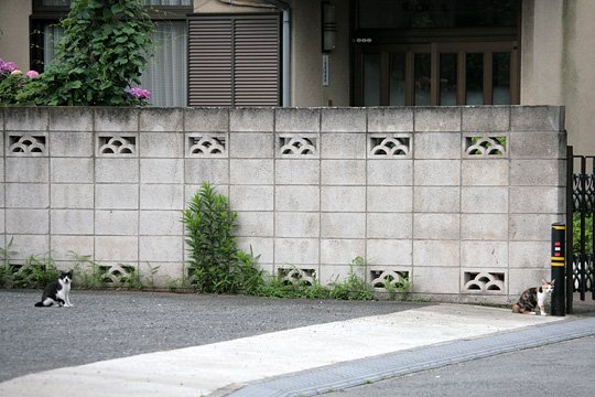 街のねこたち