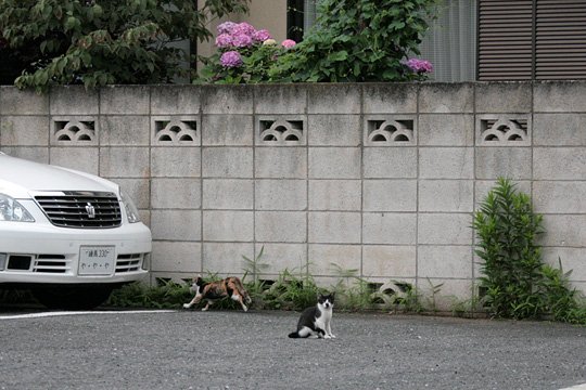 街のねこたち