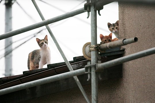 街のねこたち