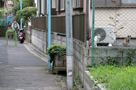 街のねこたち