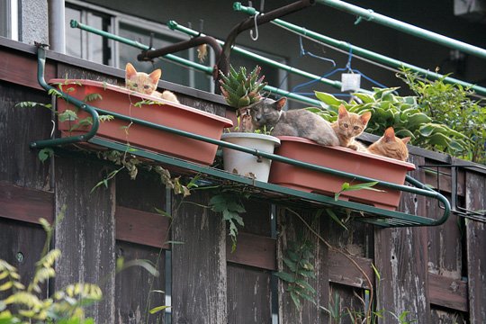 街のねこたち
