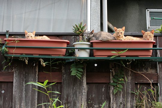街のねこたち