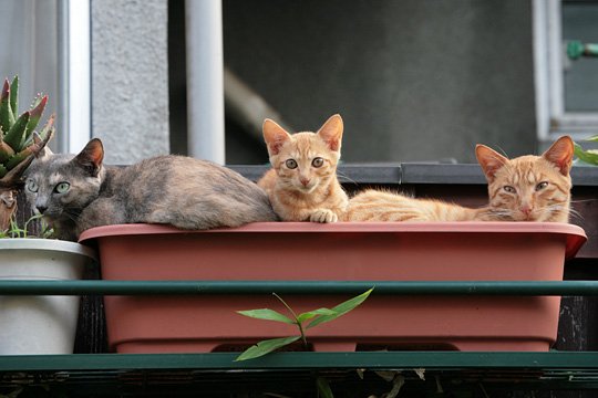 街のねこたち