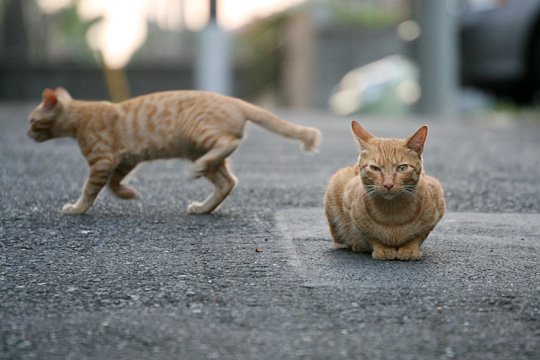 街のねこたち