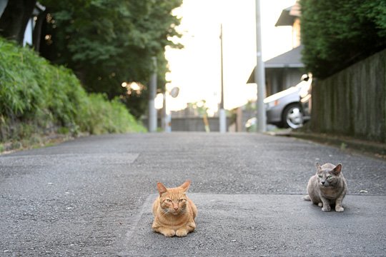 街のねこたち